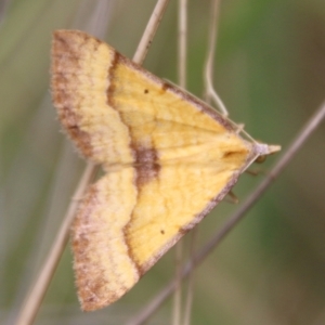 Anachloris subochraria at Mongarlowe, NSW - suppressed