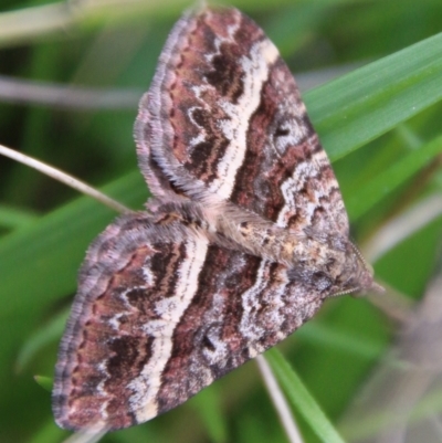 Chrysolarentia vicissata (Vicissata Carpet) at QPRC LGA - 3 Mar 2021 by LisaH