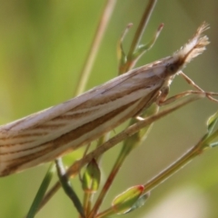 Hednota species near grammellus (Pyralid or snout moth) at Mongarlowe, NSW - 3 Mar 2021 by LisaH