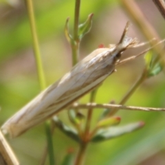 Hednota species near grammellus at Mongarlowe, NSW - 3 Mar 2021