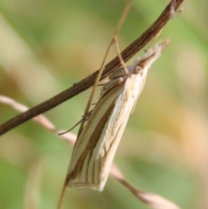 Hednota species near grammellus at Mongarlowe, NSW - 3 Mar 2021