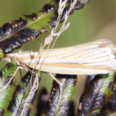 Hednota species near grammellus at Mongarlowe, NSW - 3 Mar 2021