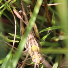 Austroicetes sp. (genus) (A grasshopper) at Mongarlowe River - 3 Mar 2021 by LisaH