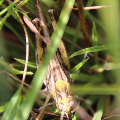 Austroicetes sp. (genus) (A grasshopper) at QPRC LGA - 3 Mar 2021 by LisaH