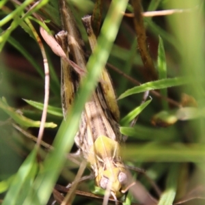 Austroicetes sp. (genus) at Mongarlowe, NSW - 3 Mar 2021