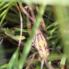 Austroicetes sp. (genus) at Mongarlowe, NSW - suppressed