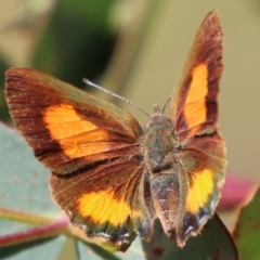 Paralucia aurifera (Bright Copper) at Mongarlowe River - 3 Mar 2021 by LisaH