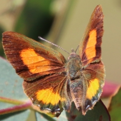 Paralucia aurifera (Bright Copper) at Mongarlowe River - 3 Mar 2021 by LisaH