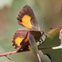 Paralucia aurifera at Mongarlowe, NSW - suppressed