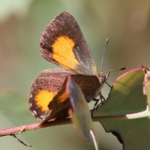 Paralucia aurifera at Mongarlowe, NSW - 3 Mar 2021