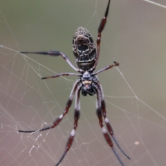 Trichonephila edulis (Golden orb weaver) at Mongarlowe River - 3 Mar 2021 by LisaH