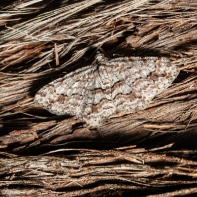 Didymoctenia exsuperata (Thick-lined Bark Moth) at Downer, ACT - 3 Mar 2021 by Roger