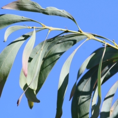 Acacia rubida (Red-stemmed Wattle, Red-leaved Wattle) at WREN Reserves - 2 Mar 2021 by KylieWaldon