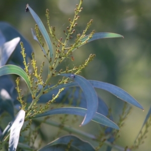 Acacia rubida at WREN Reserves - 2 Mar 2021