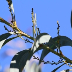 Acacia rubida at WREN Reserves - 2 Mar 2021