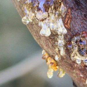 Acacia rubida at WREN Reserves - 2 Mar 2021