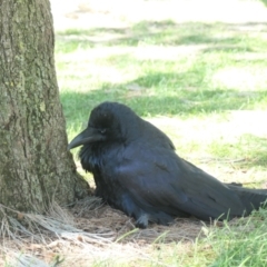 Corvus coronoides (Australian Raven) at Yerrabi Pond - 4 Mar 2021 by TrishGungahlin