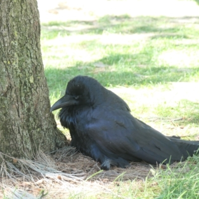 Corvus coronoides (Australian Raven) at Yerrabi Pond - 4 Mar 2021 by TrishGungahlin