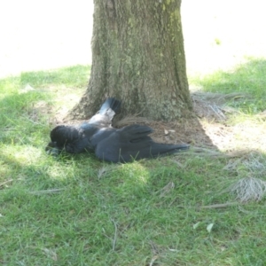 Corvus coronoides at Gungahlin, ACT - 4 Mar 2021