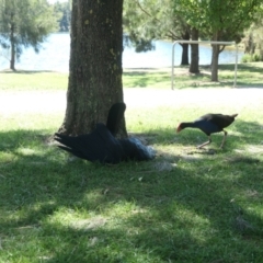 Corvus coronoides at Gungahlin, ACT - 4 Mar 2021 02:53 PM