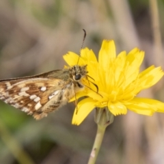 Atkinsia dominula (Two-brand grass-skipper) at Mount Clear, ACT - 3 Mar 2021 by SWishart