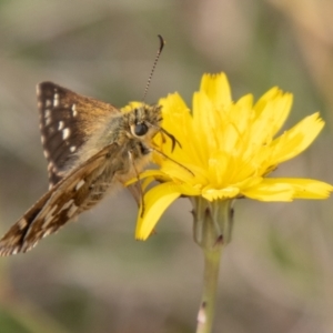 Atkinsia dominula at Mount Clear, ACT - 3 Mar 2021