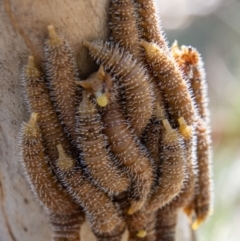 Perginae sp. (subfamily) (Unidentified pergine sawfly) at Mount Clear, ACT - 3 Mar 2021 by SWishart