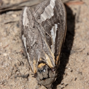 Abantiades (genus) at Mount Clear, ACT - 3 Mar 2021 02:14 PM