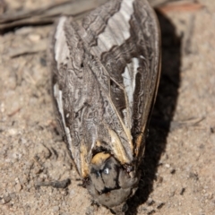 Abantiades sp. (genus) (A Swift or Ghost moth) at Mount Clear, ACT - 3 Mar 2021 by SWishart