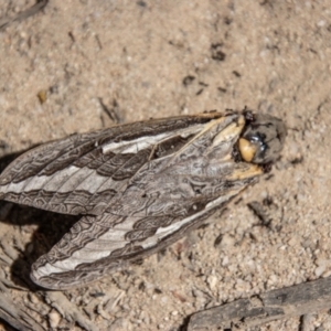 Abantiades (genus) at Mount Clear, ACT - 3 Mar 2021 02:14 PM