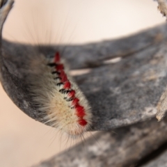 Trichiocercus sparshalli at Mount Clear, ACT - 3 Mar 2021