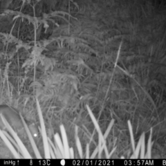 Perameles nasuta (Long-nosed Bandicoot) at QPRC LGA - 5 Feb 2021 by LisaH