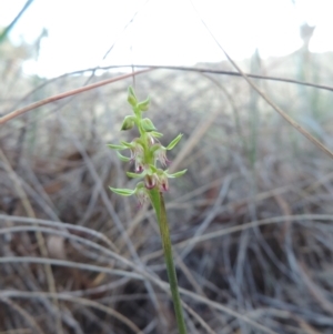 Corunastylis cornuta at Queanbeyan West, NSW - suppressed