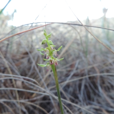 Corunastylis cornuta (Horned Midge Orchid) at Queanbeyan West, NSW - 4 Mar 2021 by krea