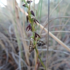 Corunastylis clivicola (Rufous midge orchid) at Bicentennial Park - 3 Mar 2021 by krea