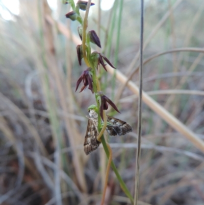 Corunastylis clivicola (Rufous midge orchid) at Queanbeyan West, NSW - 3 Mar 2021 by krea