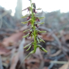 Corunastylis clivicola (Rufous midge orchid) at Queanbeyan West, NSW - 3 Mar 2021 by krea