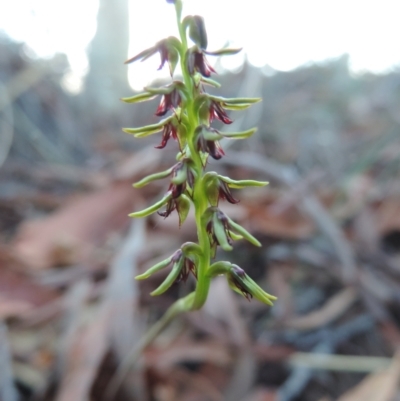 Corunastylis clivicola (Rufous midge orchid) at Queanbeyan West, NSW - 3 Mar 2021 by krea