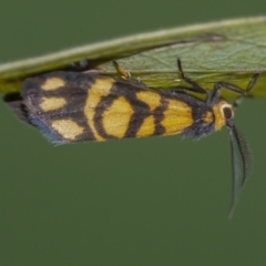 Asura lydia (Lydia Lichen Moth) at ANBG - 3 Mar 2021 by WHall