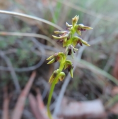 Corunastylis clivicola (Rufous midge orchid) at Queanbeyan West, NSW - 4 Mar 2021 by krea