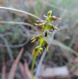 Corunastylis clivicola at Queanbeyan West, NSW - 4 Mar 2021