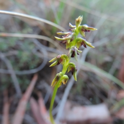 Corunastylis clivicola (Rufous midge orchid) at Queanbeyan West, NSW - 3 Mar 2021 by krea