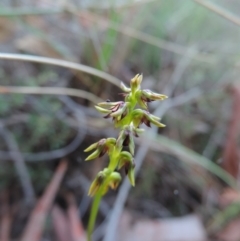 Corunastylis clivicola at Queanbeyan West, NSW - 4 Mar 2021