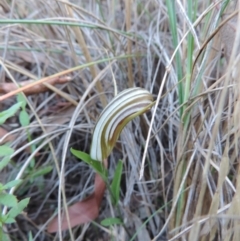 Diplodium truncatum (Little Dumpies, Brittle Greenhood) at Queanbeyan West, NSW - 3 Mar 2021 by krea