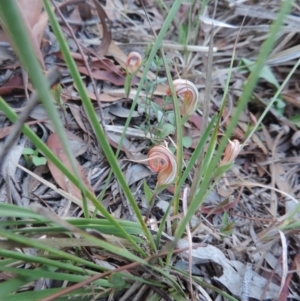 Diplodium truncatum at Queanbeyan West, NSW - 4 Mar 2021
