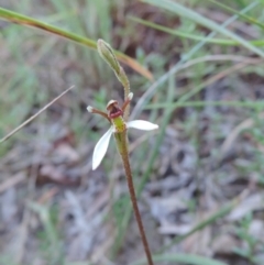 Eriochilus cucullatus (Parson's Bands) at Queanbeyan West, NSW - 4 Mar 2021 by krea