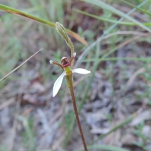 Eriochilus cucullatus at Queanbeyan West, NSW - 4 Mar 2021