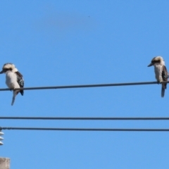 Dacelo novaeguineae (Laughing Kookaburra) at Jerrabomberra, NSW - 2 Mar 2021 by RodDeb