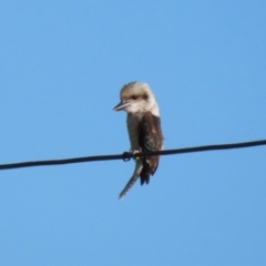 Dacelo novaeguineae at Jerrabomberra, NSW - 3 Mar 2021