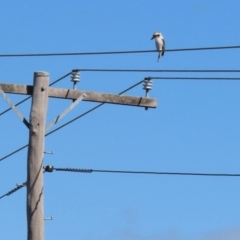 Dacelo novaeguineae at Jerrabomberra, NSW - 3 Mar 2021